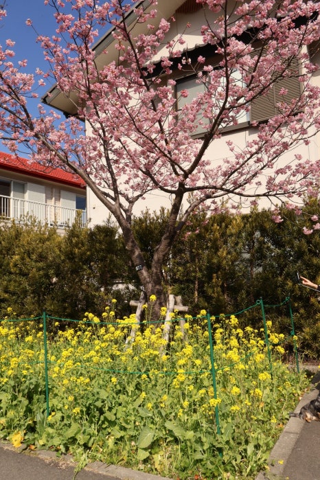 일본 벚꽃 여행 :: 핑크색 봄 잔뜩 만끽한 도쿄 근교 당일치기 후기