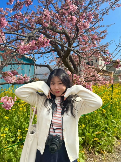 일본 벚꽃 여행 :: 핑크색 봄 잔뜩 만끽한 도쿄 근교 당일치기 후기