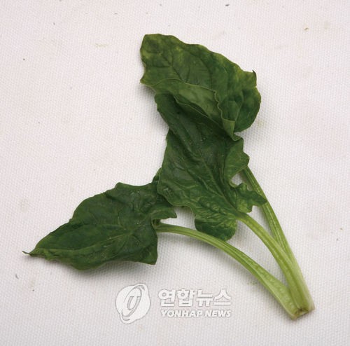 연합뉴스