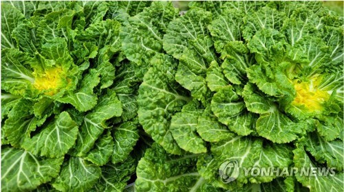 연합뉴스
