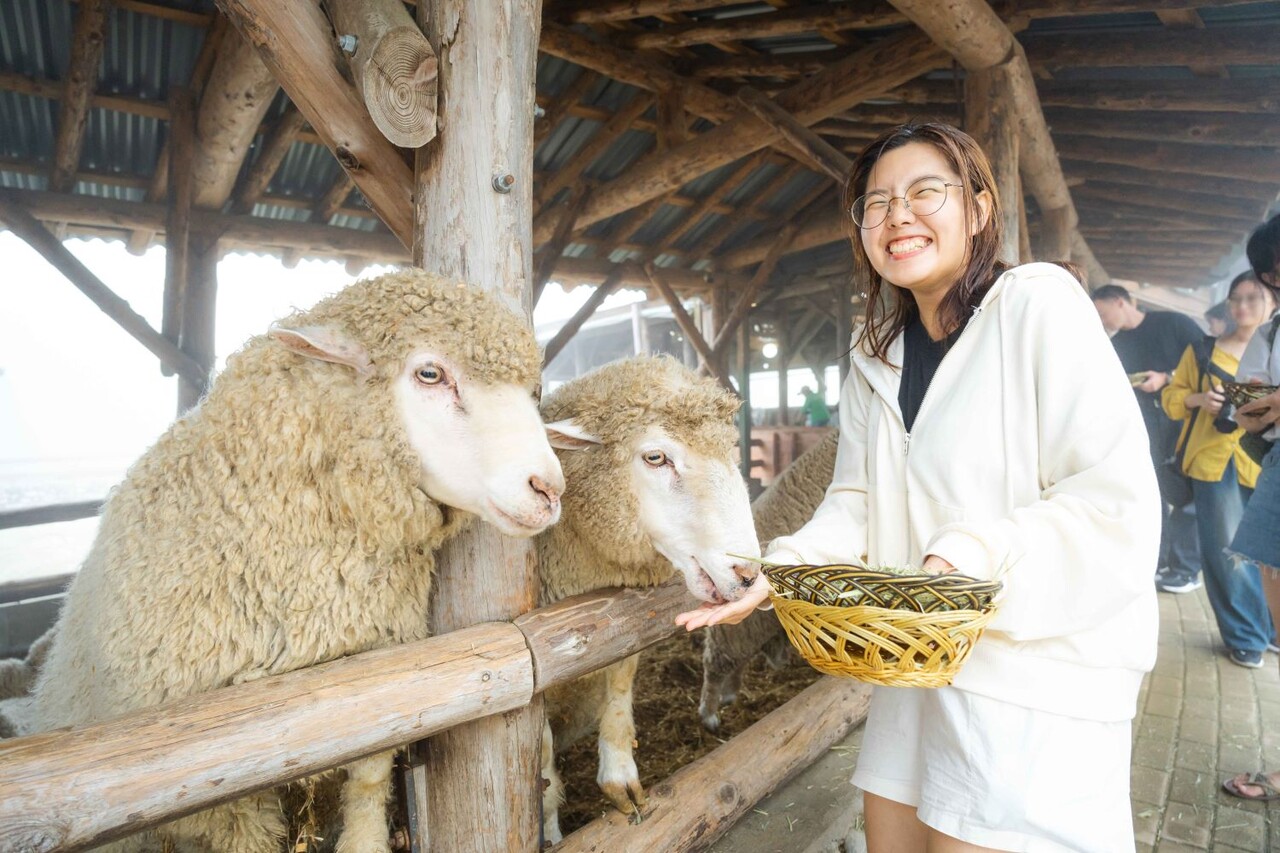 대관령 양떼목장 / 사진=한국관광공사 포토코리아@천준교
