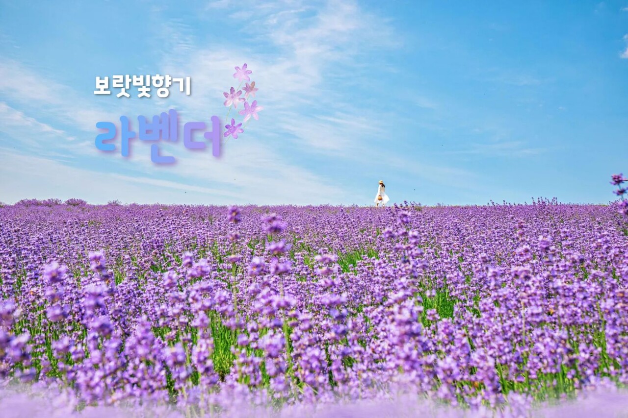 [정읍 허브원] 라벤더 명소 9 / 사진=한국관광공사 포토코리아@최은주