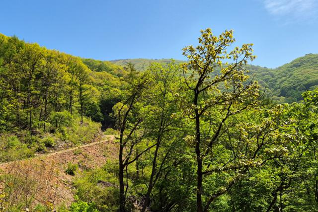 한국일보