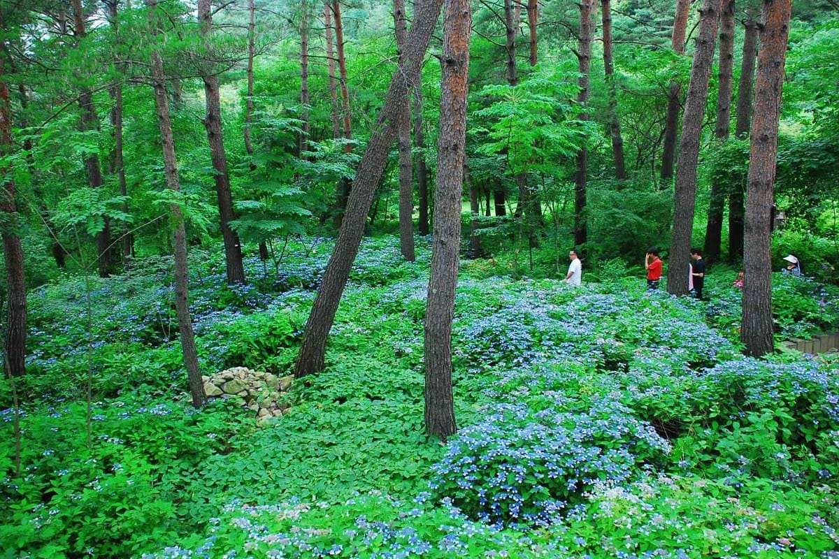 국립한국자생식물원   