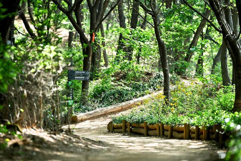 "4050대가 걷자마자 반한 2km 명품길"… 5월 새단장으로 돌아온 힐링 명소