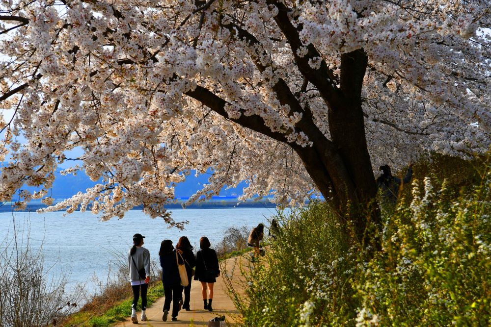 봄에는 벚꽃 명소로, 여름에는 청량한 산책길로 / 사진=한국관광공사 포토코리아@강원지사