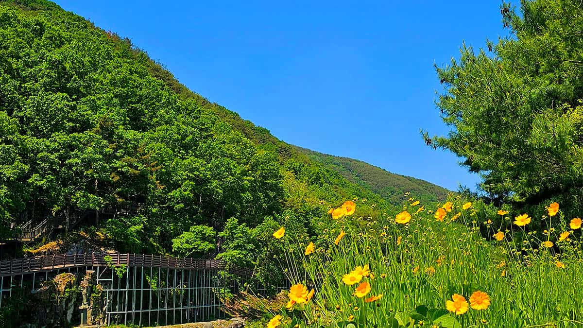 의령 금계국