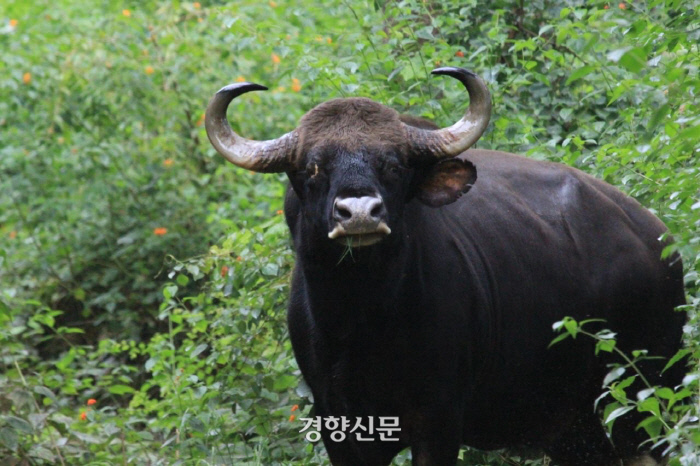 경향신문