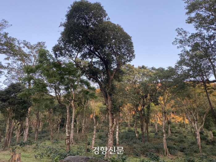 경향신문