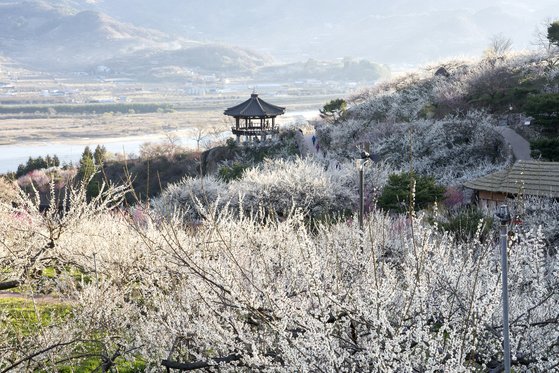 중앙일보