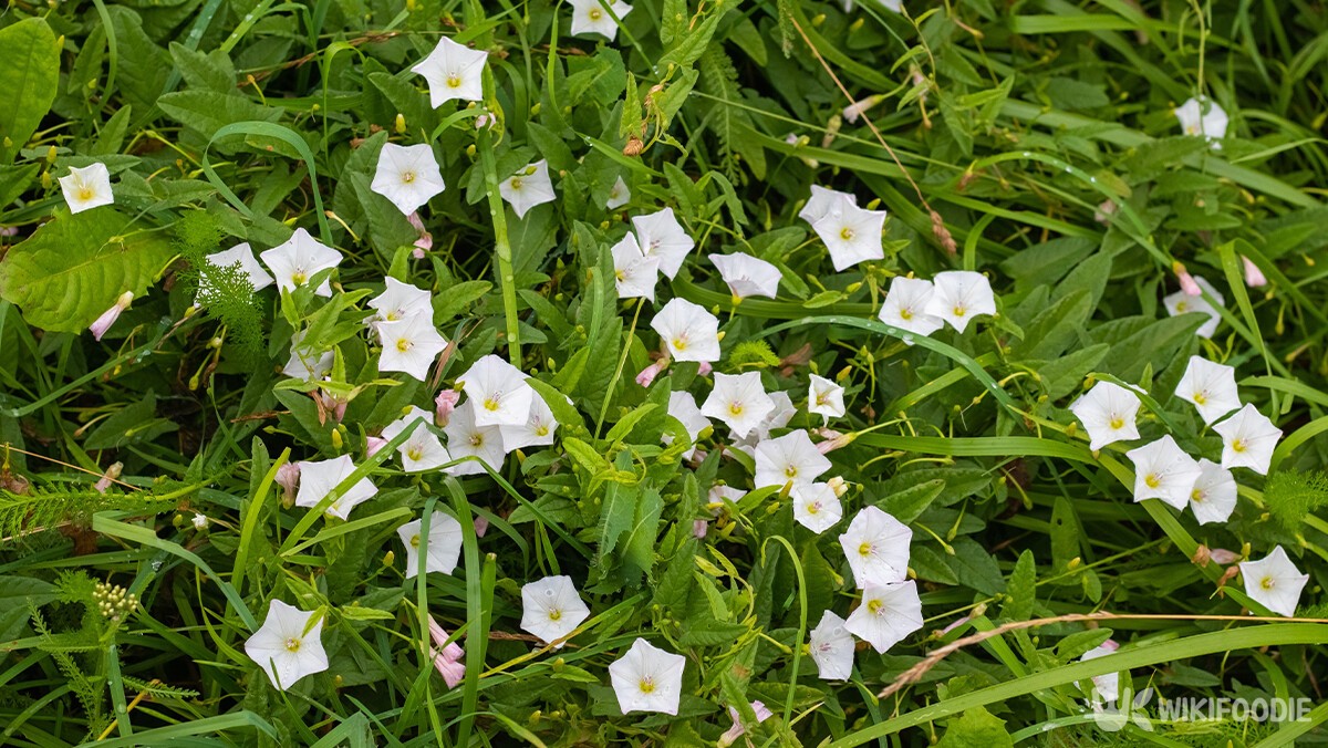 메꽃 자료 사진. / MVolodymyr-shutterstock.com