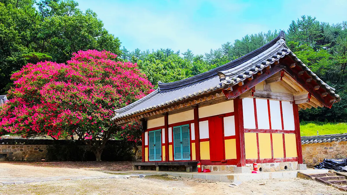 논산 배롱나무