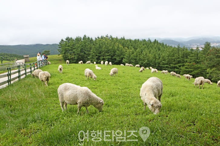 강원도 가을 여행지 대관령 양떼목장 ⓒ게티이미지뱅크