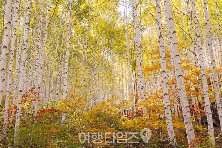 강원도 가을 여행지 대관령 양떼목장 ⓒ게티이미지뱅크