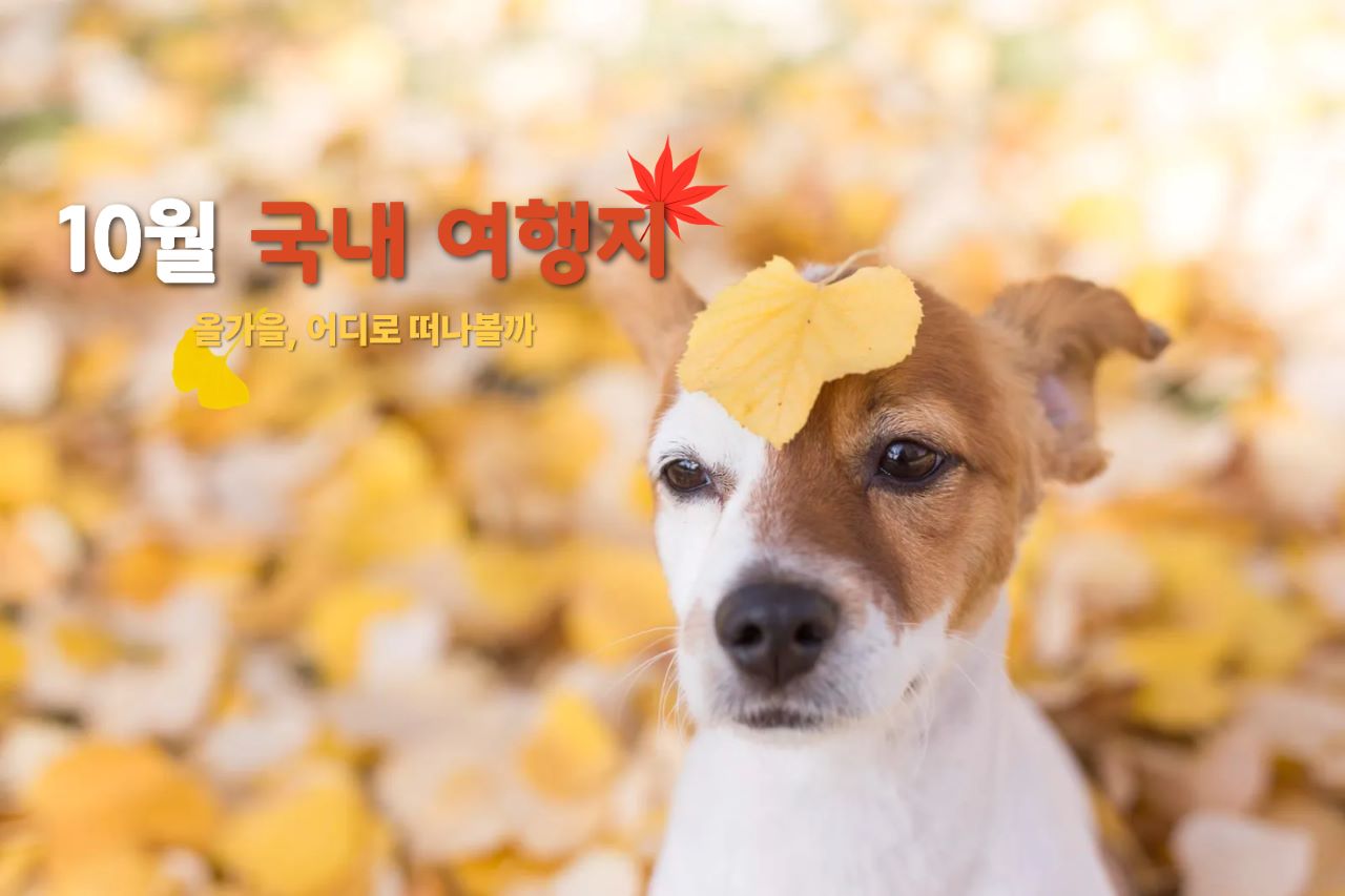 가을꽃 구경 BEST 10월 국내 여행지 추천 / ⓒ인포매틱스뷰