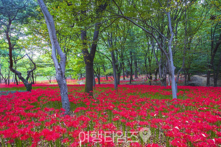 꽃무릇(석산)이 가득 핀 분당중앙공원 ⓒ게티이미지뱅크