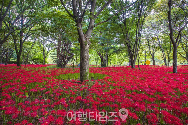 꽃무릇(석산)이 가득 핀 분당중앙공원 ⓒ게티이미지뱅크
