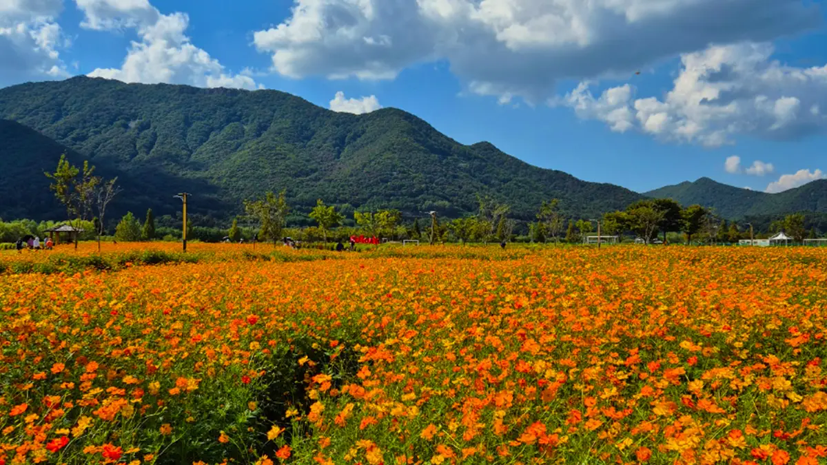 황산공원 황화코스모스