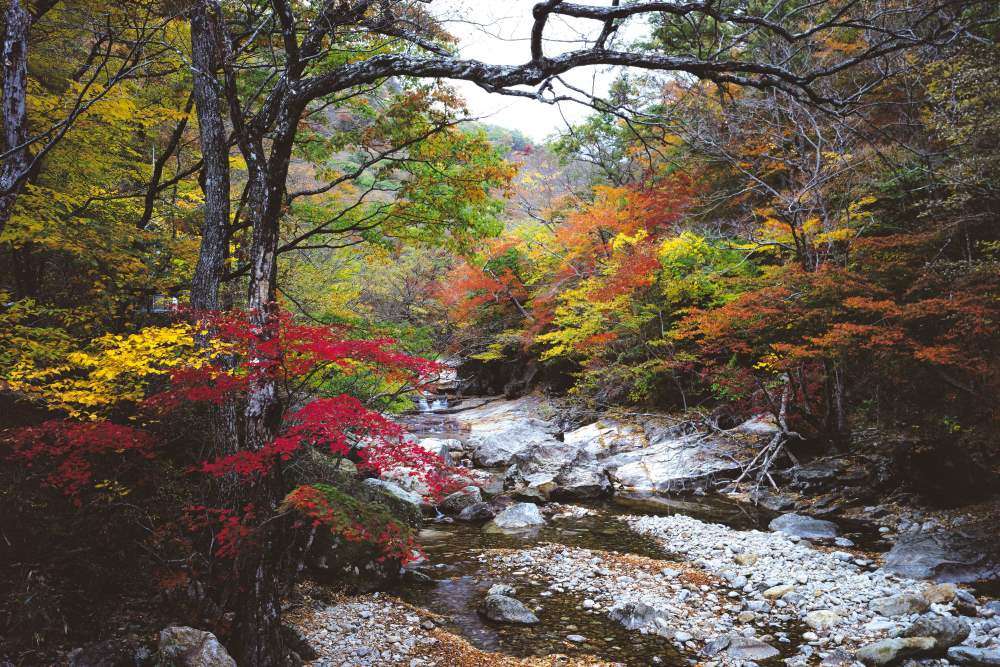 피아골 단풍 / 사진=공공누리@구례군
