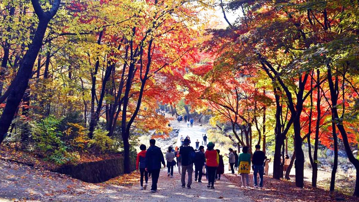 서울대 안양수목원 단풍