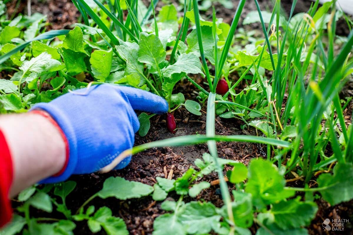 열무 자료사진. / nquasar-shutterstock.com
