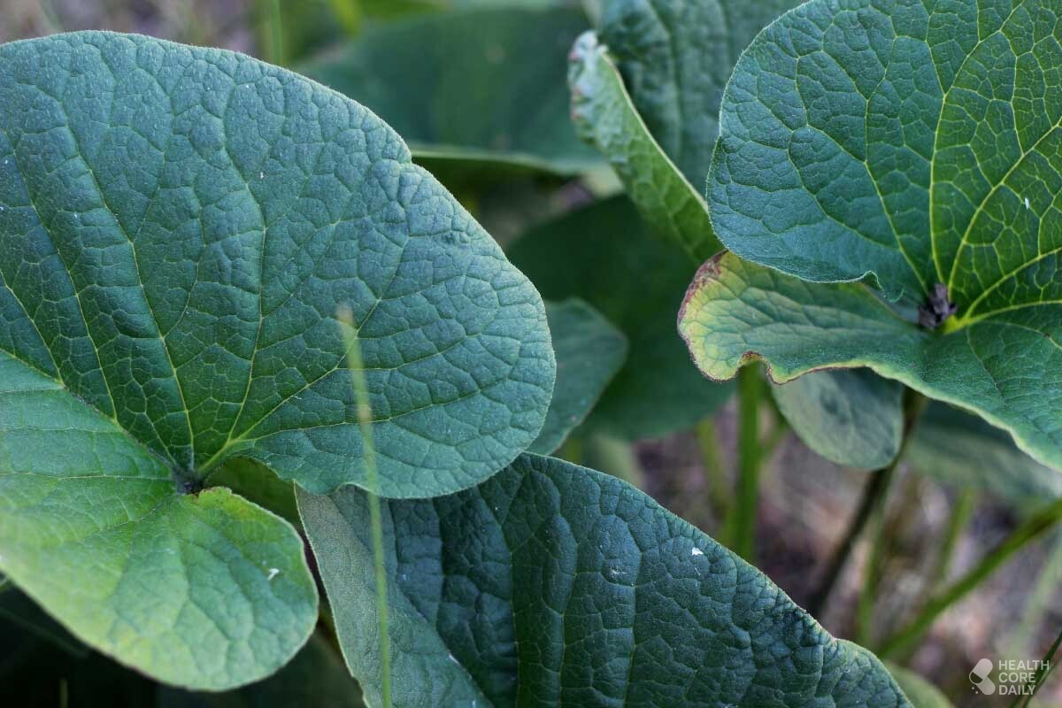 우엉 자료사진. / djer-shutterstock.com