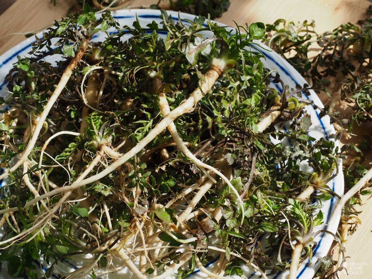 냉이 자료사진. / sungsu han-shutterstock.com