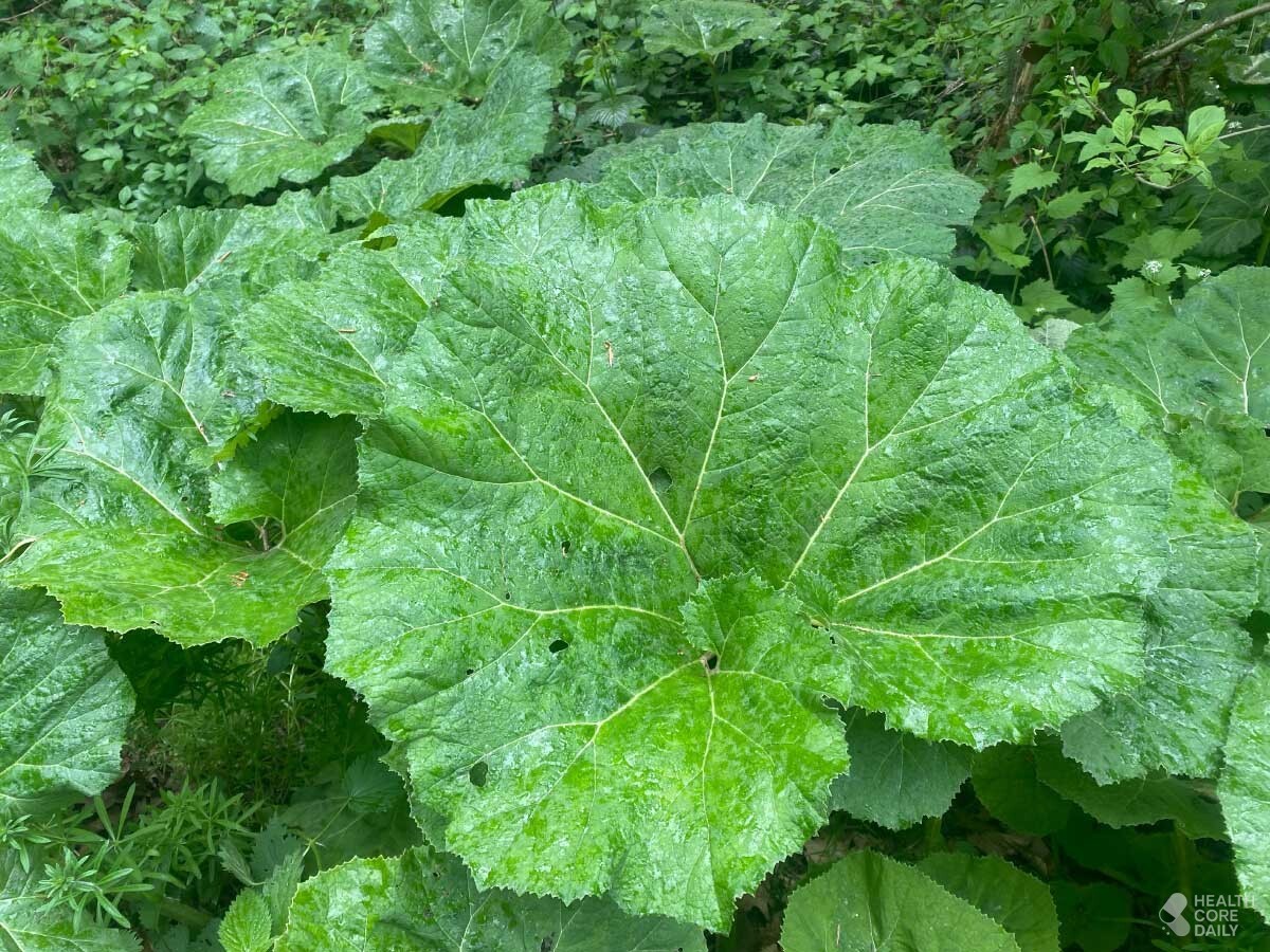 우엉 잎사귀 자료사진. / Petr Wilk-shutterstock.com