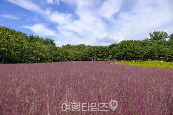 올림픽공원 핑크뮬리 산책로 / 사진=게티이미지뱅크
