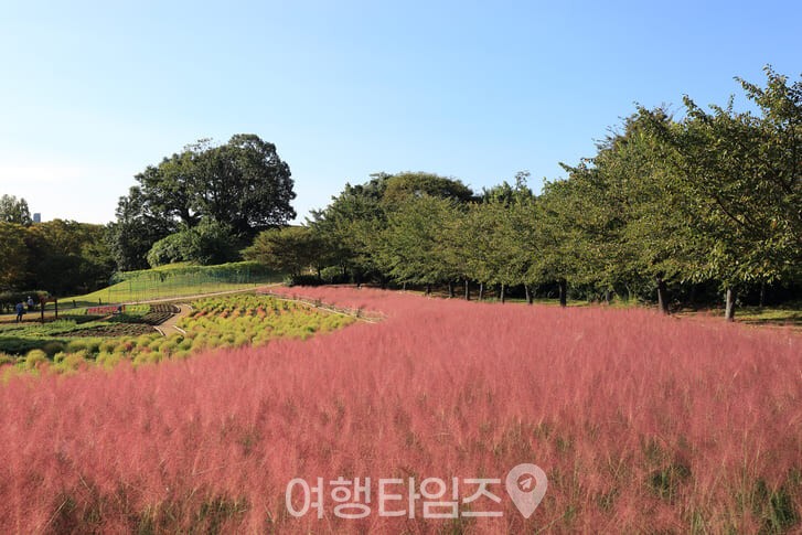 올림픽공원 핑크뮬리 산책로 / 사진=게티이미지뱅크