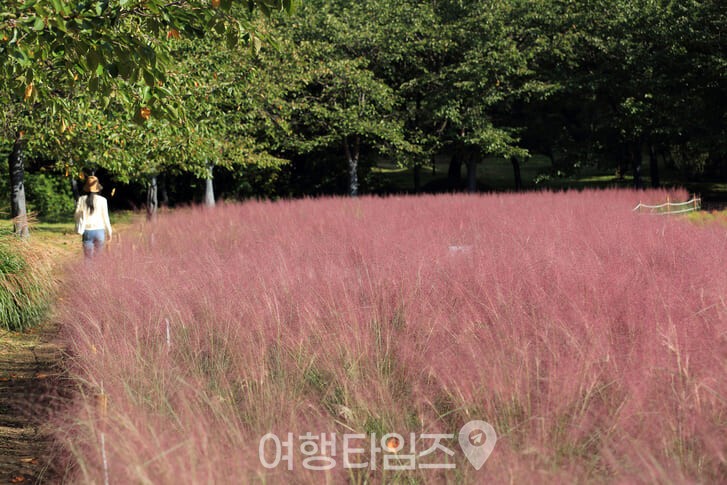 올림픽공원 핑크뮬리 산책로 / 사진=게티이미지뱅크