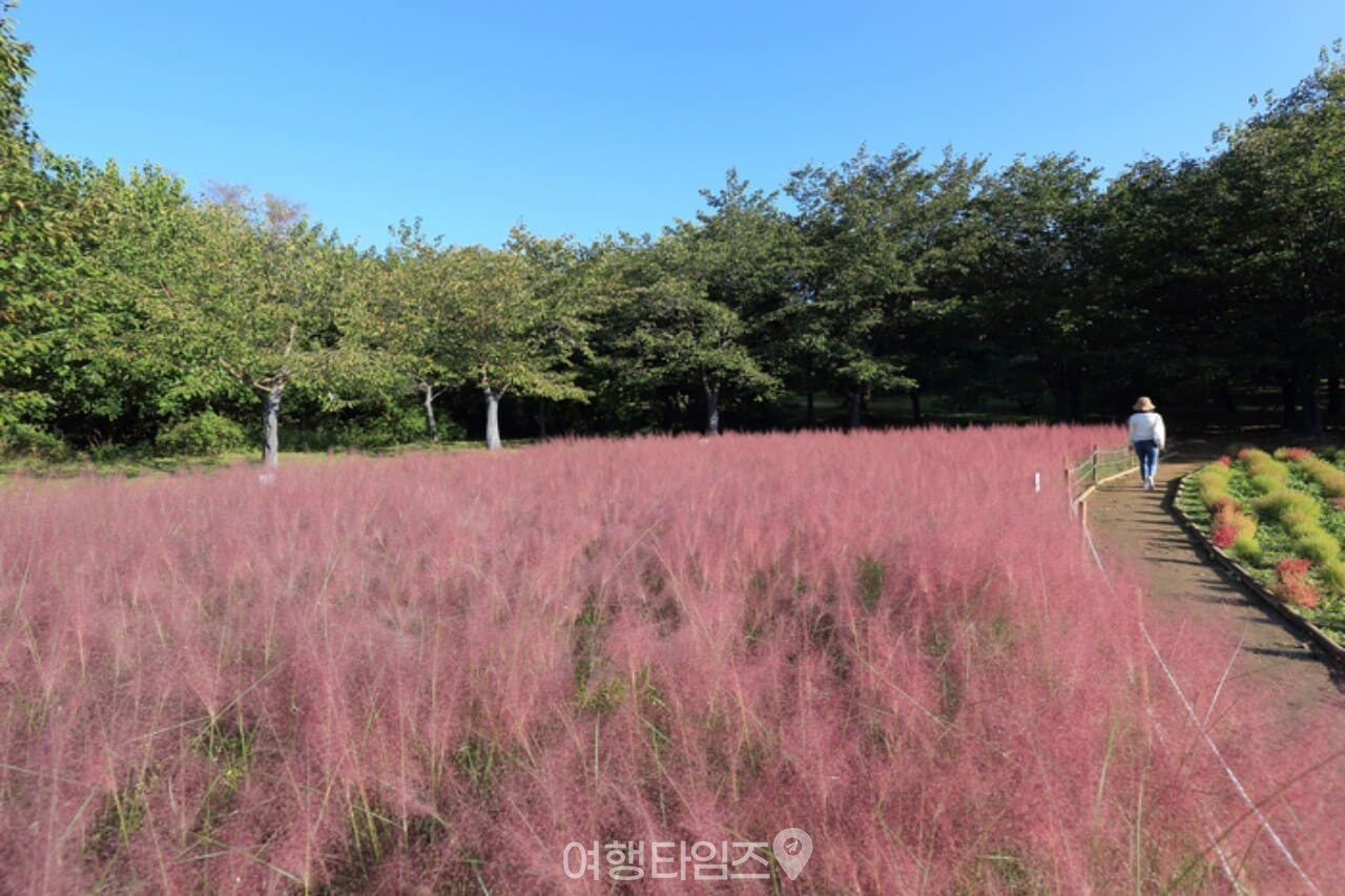 올림픽공원 핑크뮬리 산책로 / 사진=게티이미지뱅크