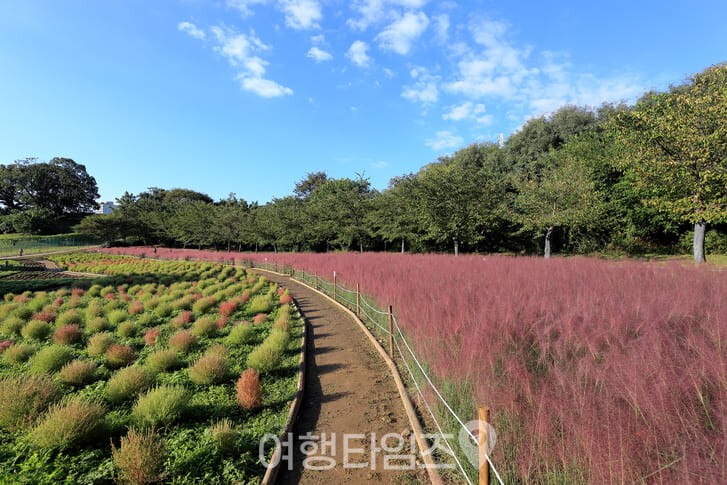 올림픽공원 핑크뮬리 산책로 / 사진=게티이미지뱅크