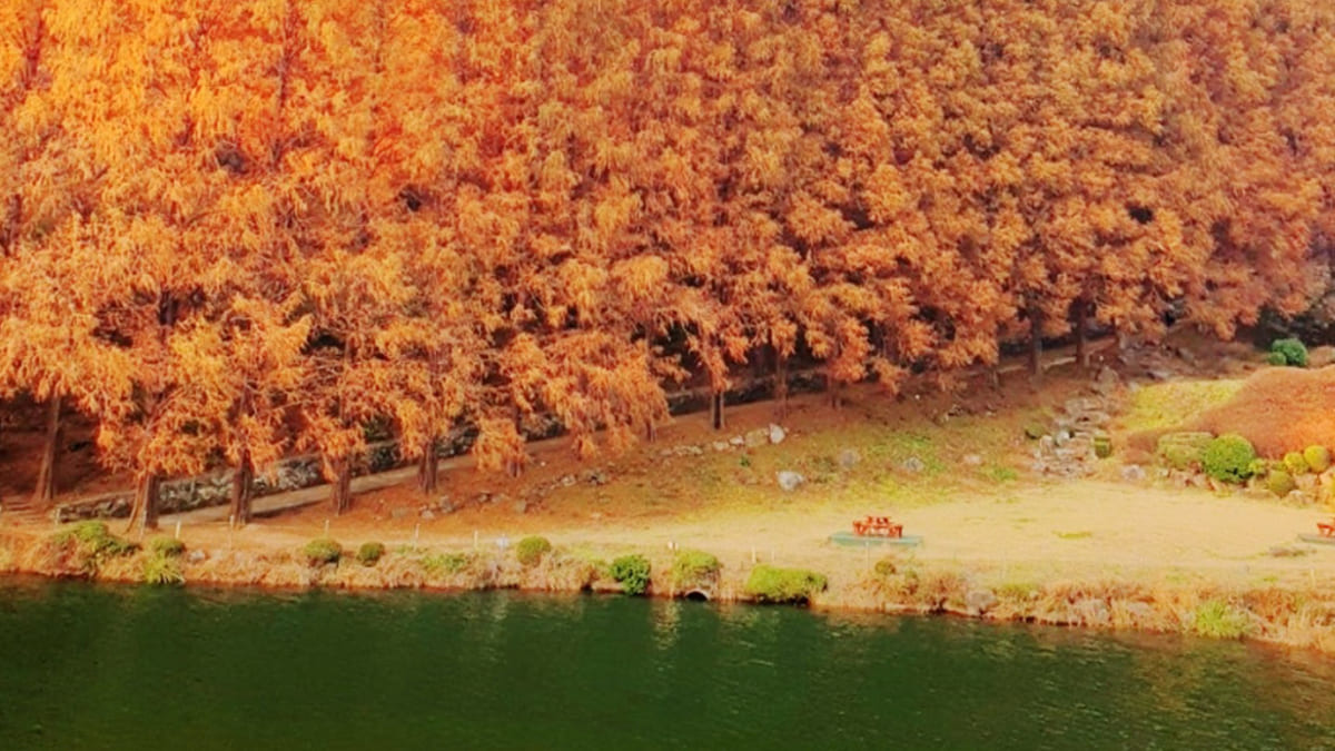 한국외대 글로벌캠퍼스 메타세쿼이아숲