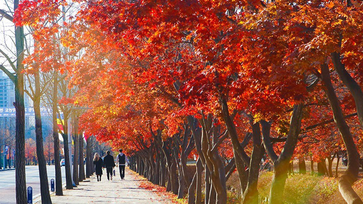 한국외대 글로벌캠퍼스 단풍길