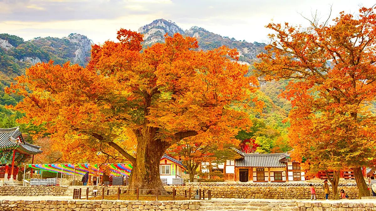 내소사 단풍나무
