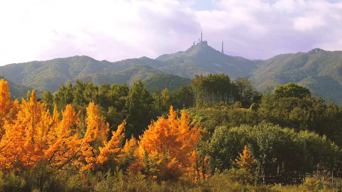 모악산 단풍나무