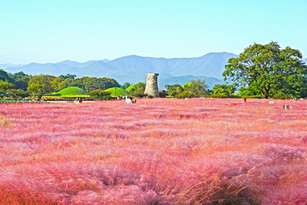 첨성대 핑크뮬리 ©경주문화관광