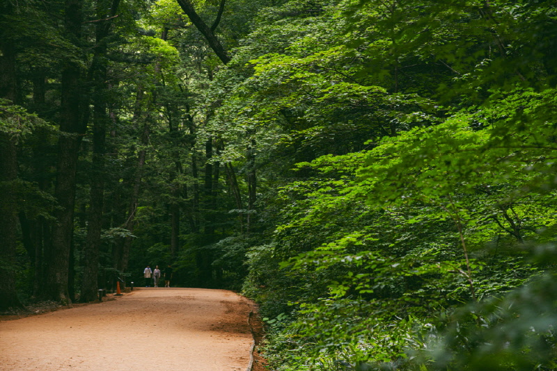 월정사 전나무숲길