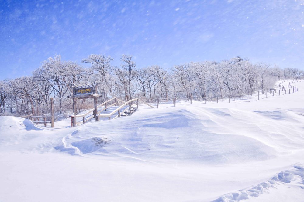 대관령 삼양라운드힐 / 사진=한국관광공사 포토코리아@라이브스튜디오