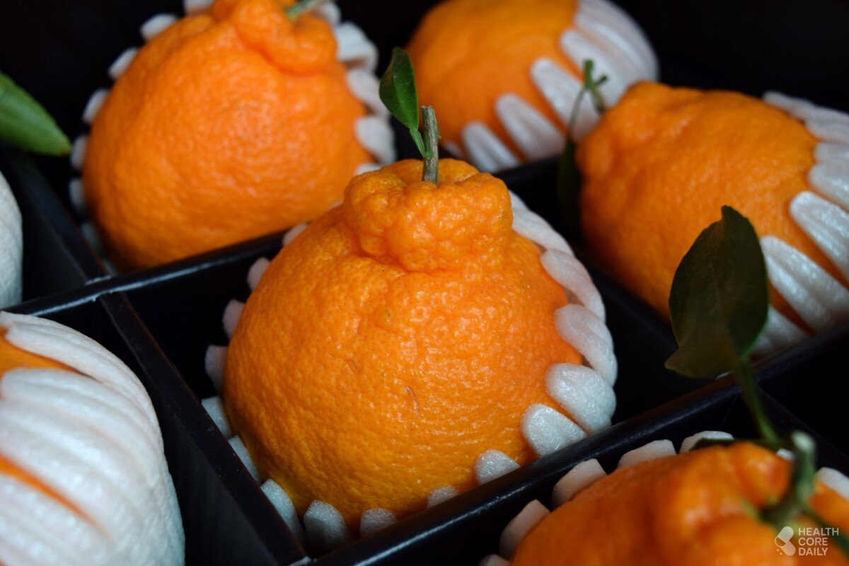 한라봉. / ae.on-shutterstock.com