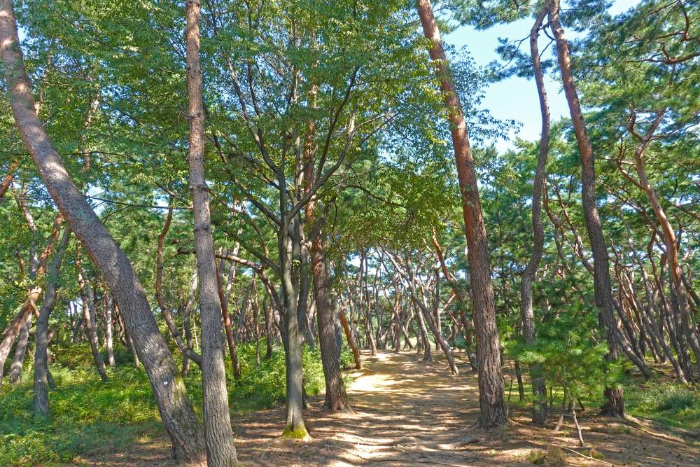 남산 / 사진=경주문화관광