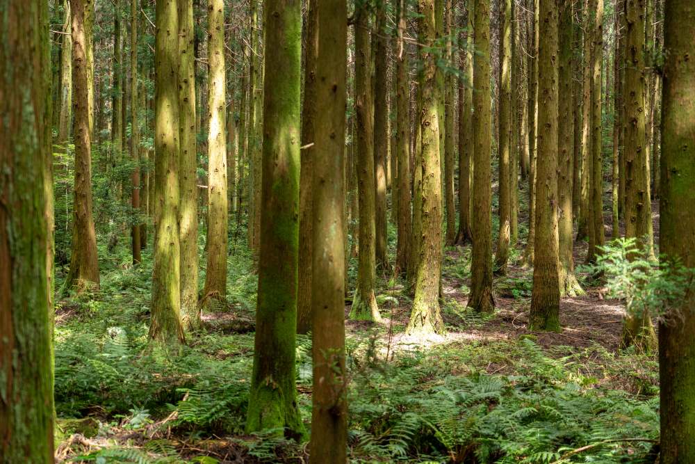 사려니숲길 / 사진=공공누리@제주콘텐츠진흥원