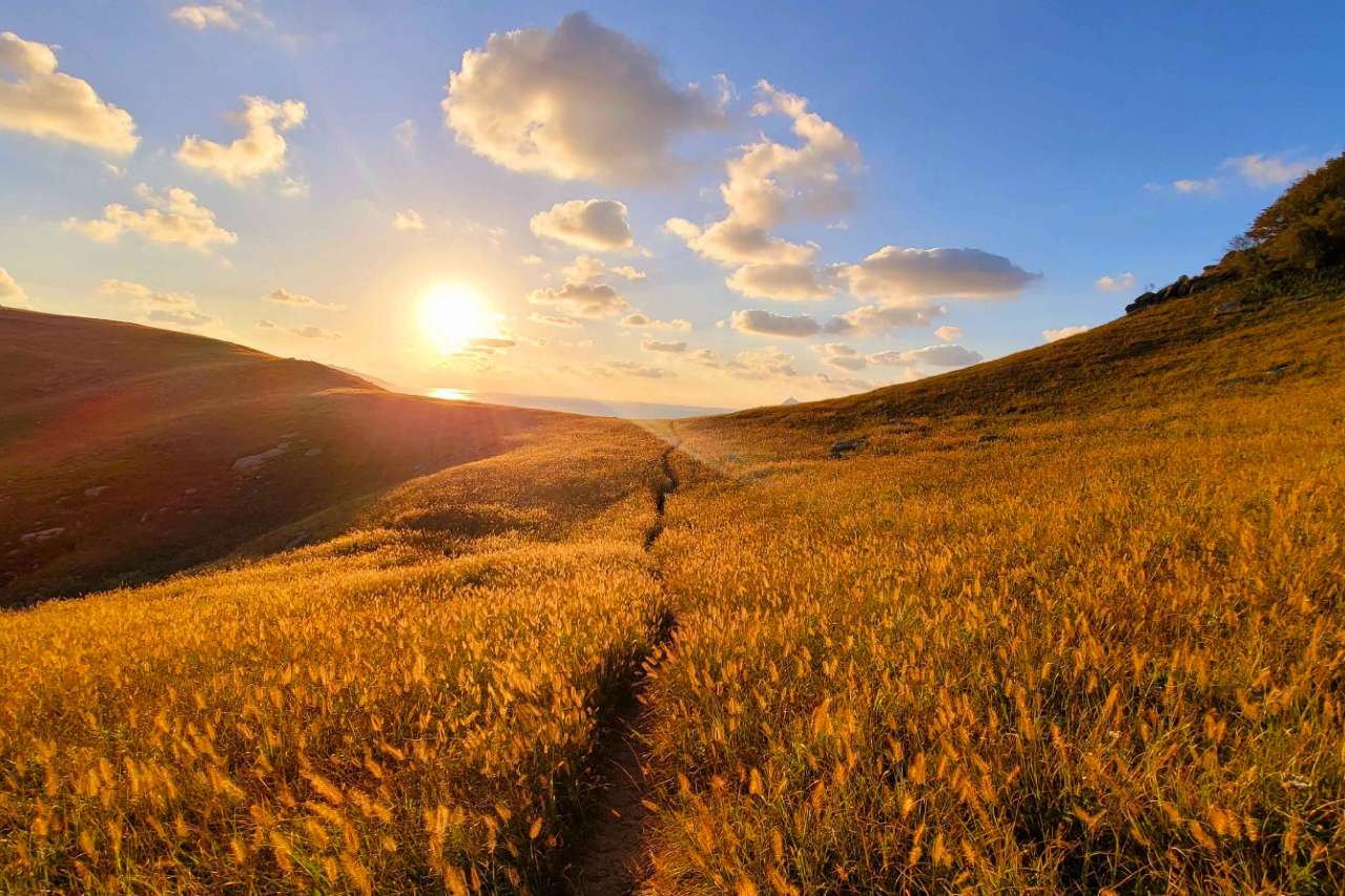 황금빛 물결속으로 / 사진=한국관광공사 포토코리아@최윤선