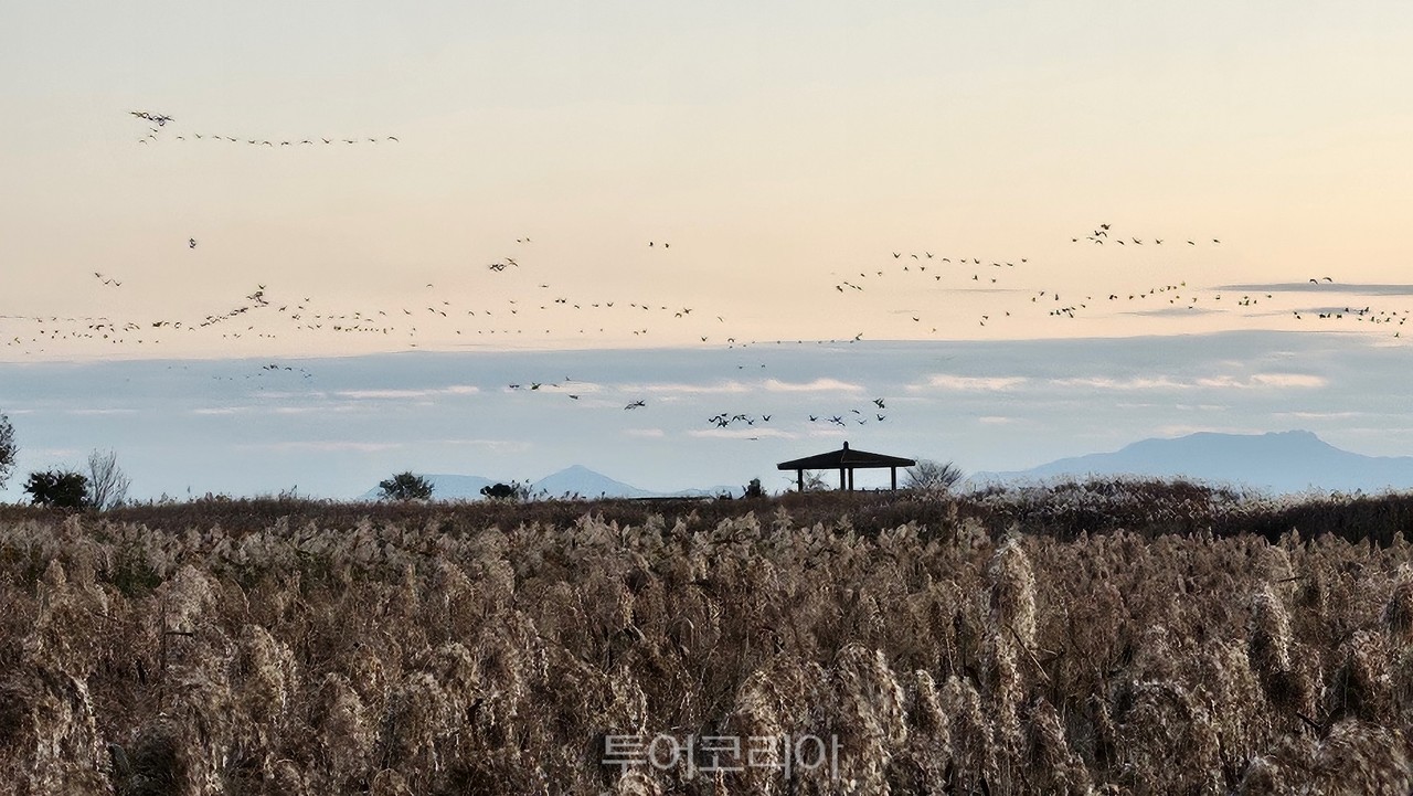 순천만습지 가창오리떼 군무/사진-순천시