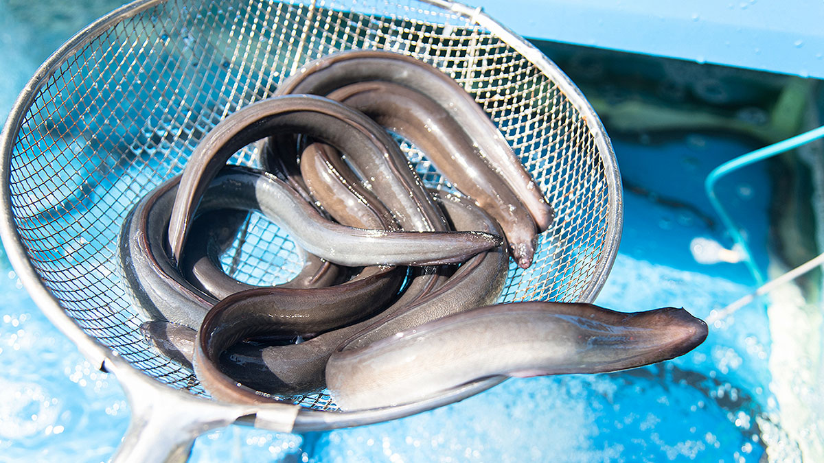 민물장어 단백질